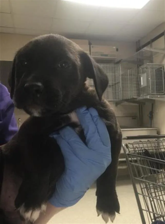 A baby small-sized male Labrador Retriever dog named Alvin for adoption in Conroe, TX