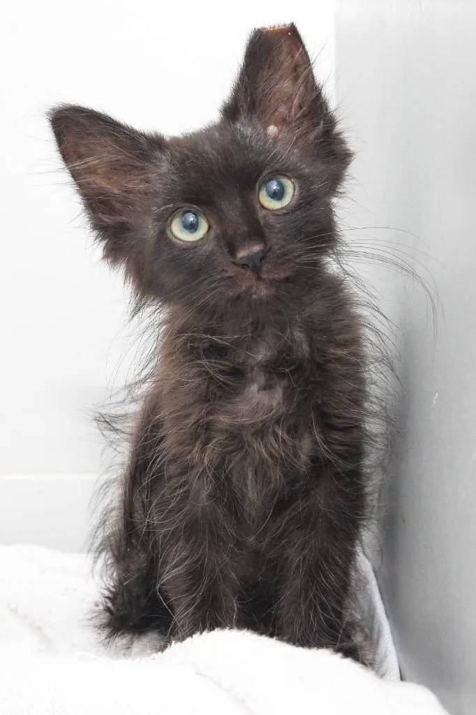A baby small-sized male Burmese cat named Morsel for adoption in San Antonio, TX