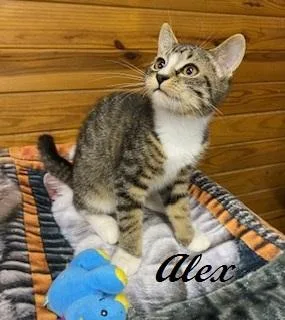 Alex