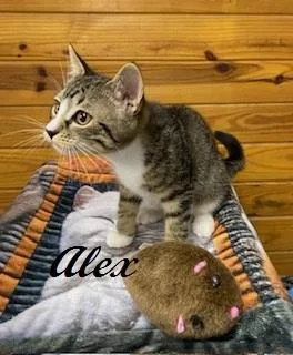 Alex thumbnail 3