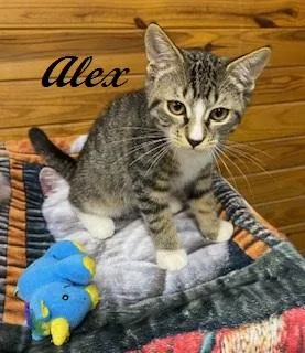 Alex thumbnail 4