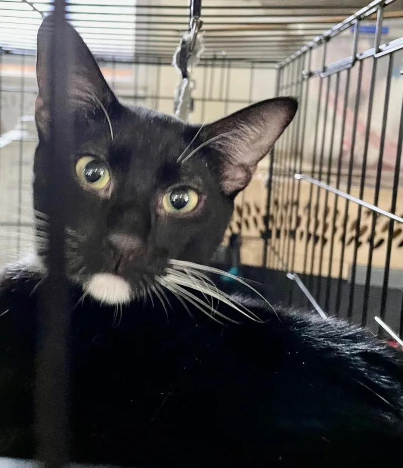 A young medium-sized male Black & White / Tuxedo Domestic Short Hair cat named Checkers for adoption in New Orleans, LA