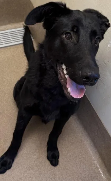 An adult large-sized male Mixed Breed dog named Jeff for adoption in Chamblee, GA