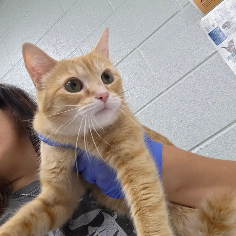 An adult medium-sized female Orange / Red Domestic Short Hair cat named CeCe for adoption in Chattanooga, TN
