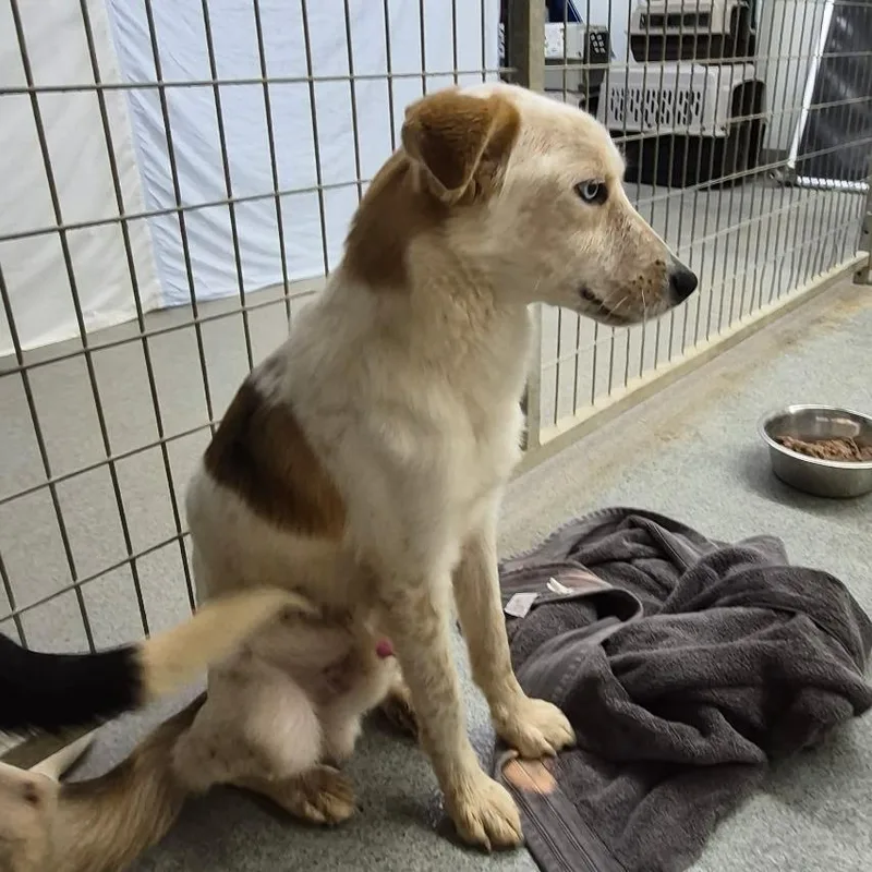 A young medium-sized male Mixed Breed dog named Camp for adoption in Kingman, KS
