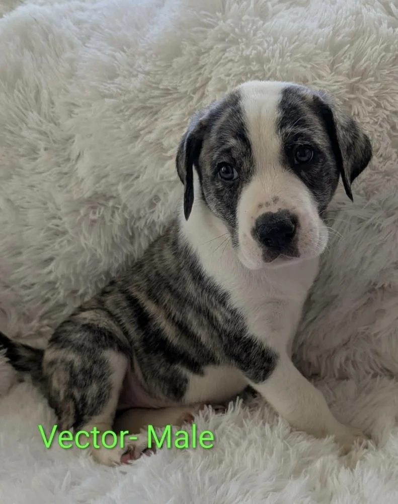 A baby large-sized male Great Pyrenees dog named Vector for adoption in Cheektowaga, NY