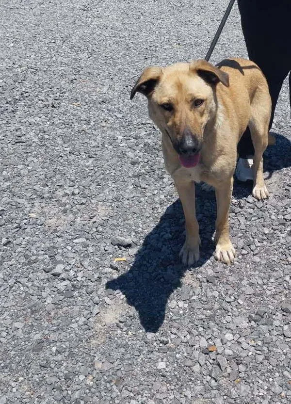 An adult large-sized female Shepherd dog named Gerty for adoption in Cleveland, TN