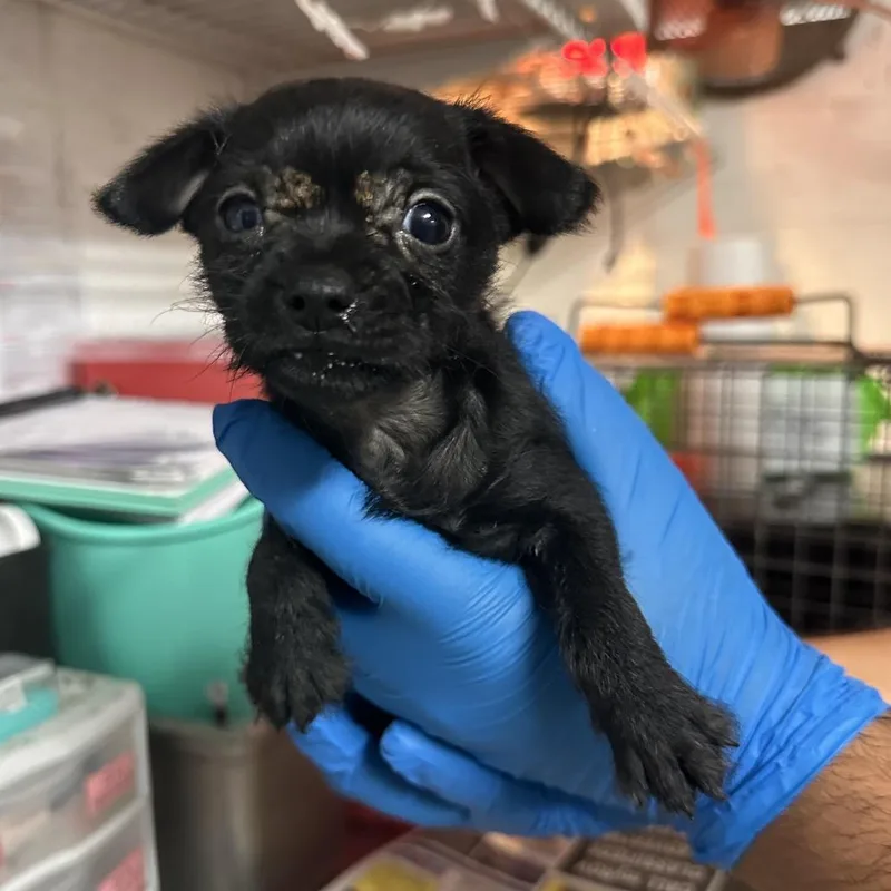 A baby small-sized male Black Terrier dog named Captain Crunch for adoption in Edinburg, TX