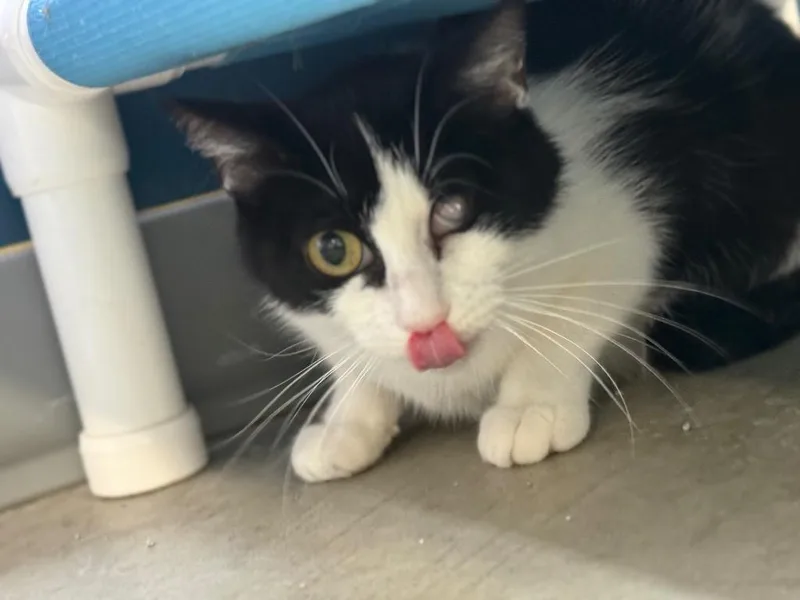 A young small-sized female Domestic Short Hair cat named Bunny for adoption in Syracuse, IN