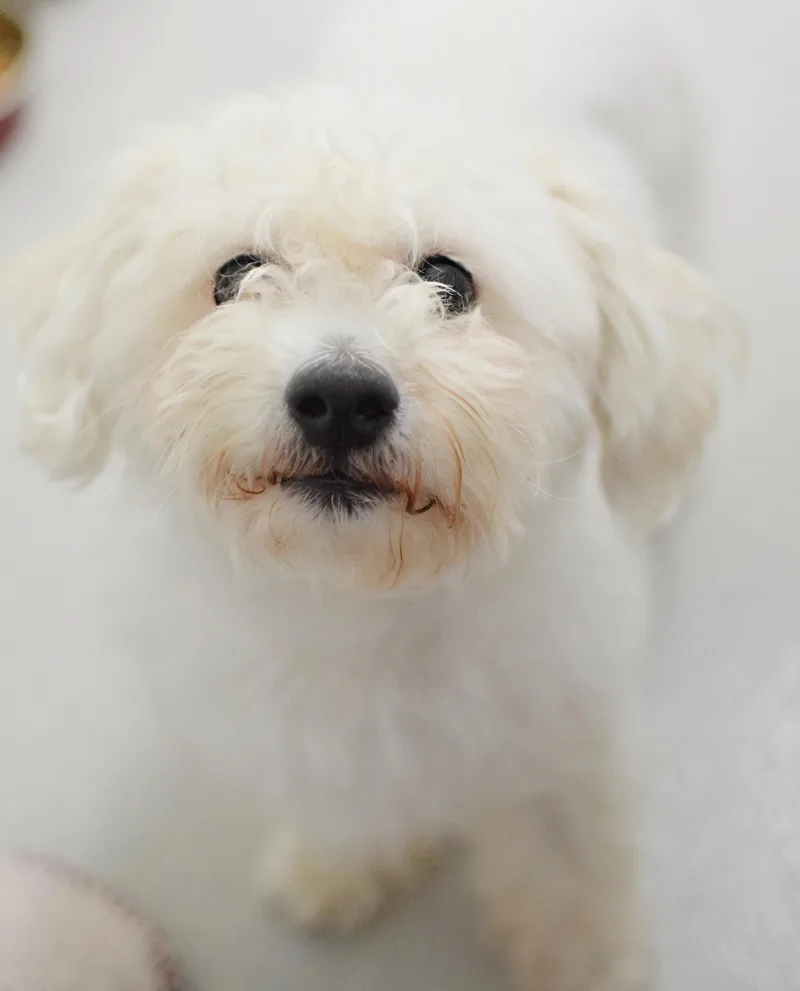 An adult small-sized male White / Cream Bichon Frise dog named Jenga for adoption in Pontiac, MI