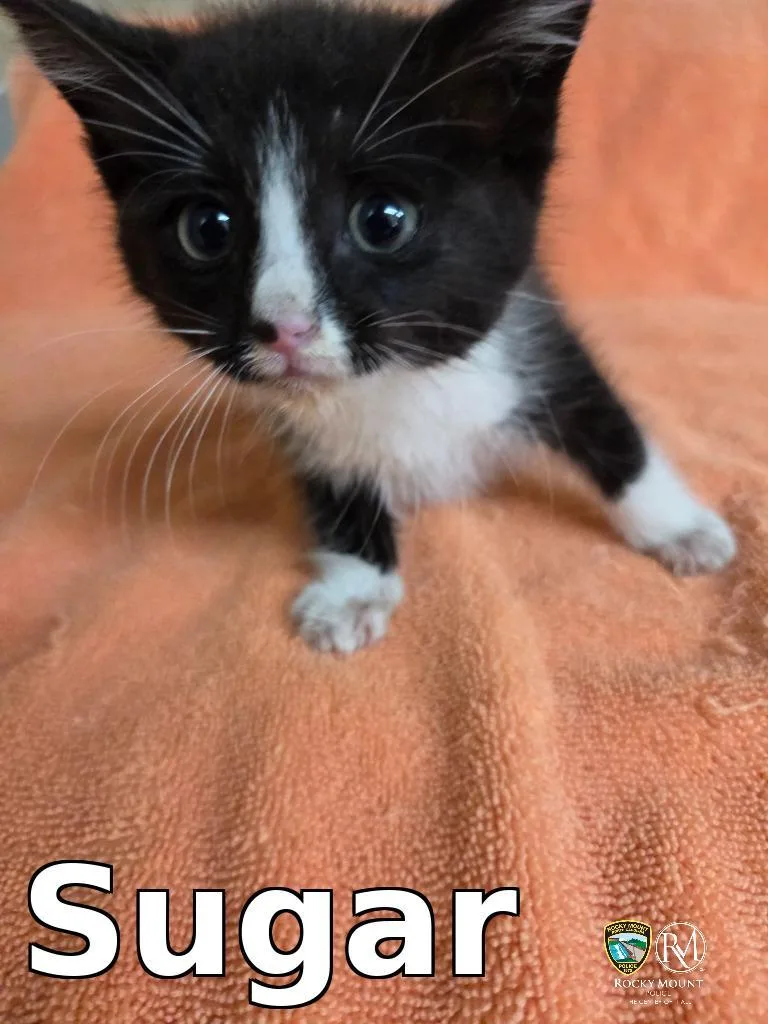 A baby small-sized female Domestic Short Hair cat named Sugar for adoption in Rocky Mount, NC