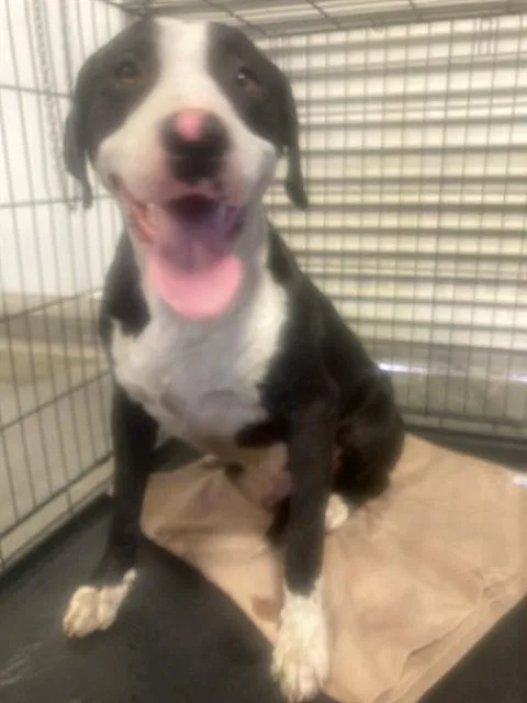 A young large-sized male Pit Bull Terrier dog named Timex for adoption in Bakersfield, CA