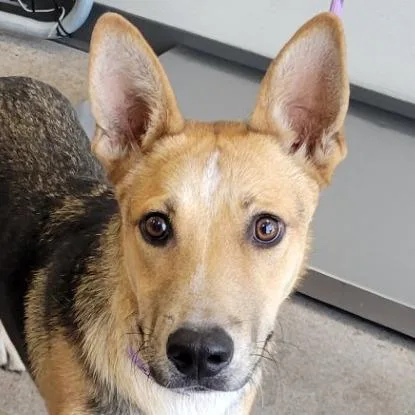 A young small-sized male Brown / Chocolate Mixed Breed dog named Rebel for adoption in Las Cruces, NM