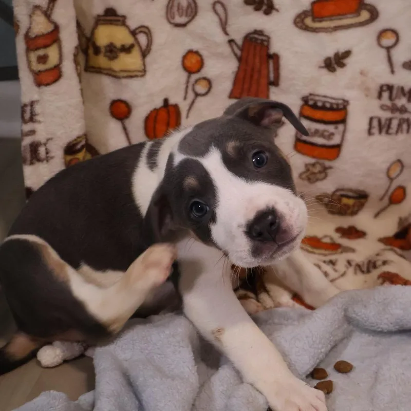A baby small-sized male Pit Bull Terrier dog named Tater Tot for adoption in Avon, OH