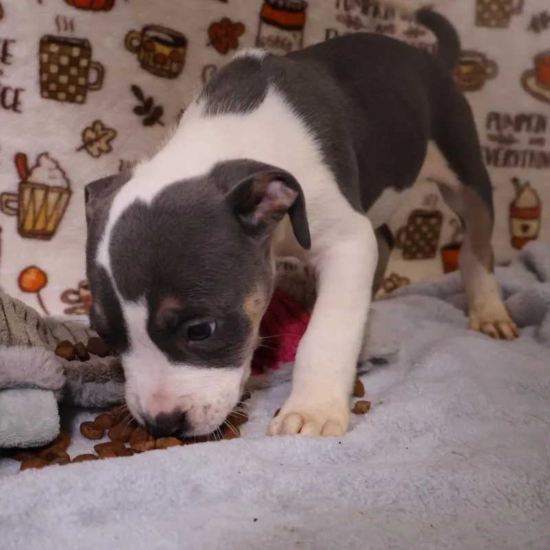Tater Tot thumbnail 2