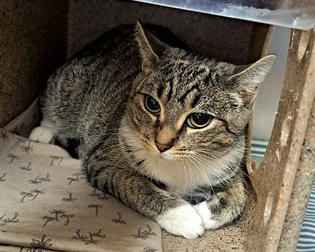 A young small-sized female Domestic Short Hair cat named Chanel for adoption in Easton, MD