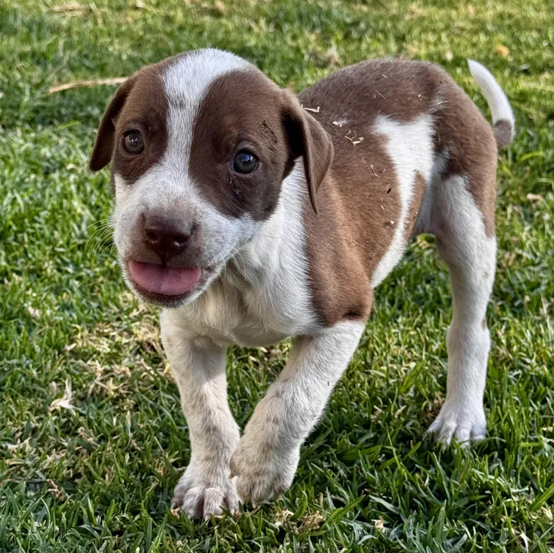 A baby medium-sized male Red / Chestnut / Orange Pit Bull Terrier dog named Patches for adoption in Manvel, TX