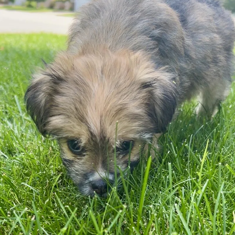 A baby small-sized female Yellow / Tan / Blond / Fawn Lhasa Apso dog named Susie for adoption in Prior Lake, MN