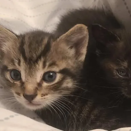 A baby small-sized male Gray / Blue / Silver Domestic Short Hair cat named Burrata for adoption in Long Beach, CA