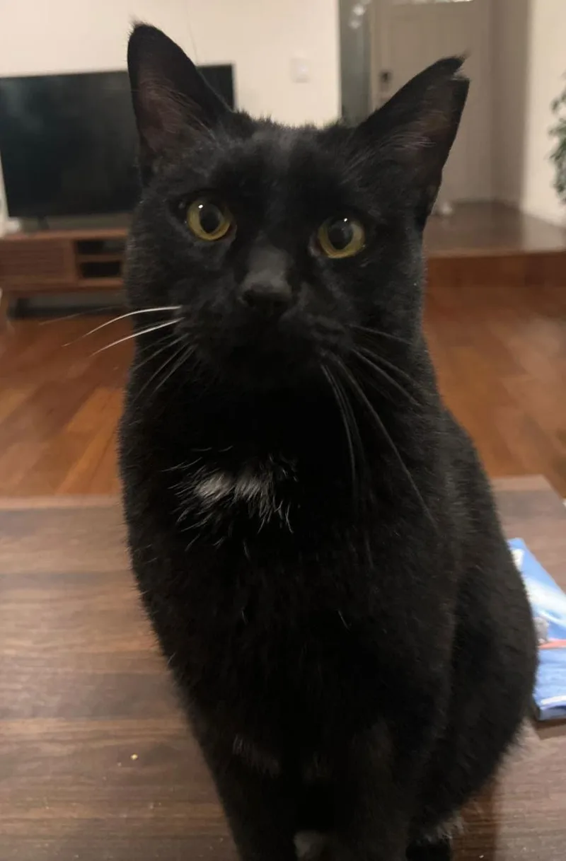 A senior medium-sized male Black Domestic Short Hair cat named Bj for adoption in San Jose, CA