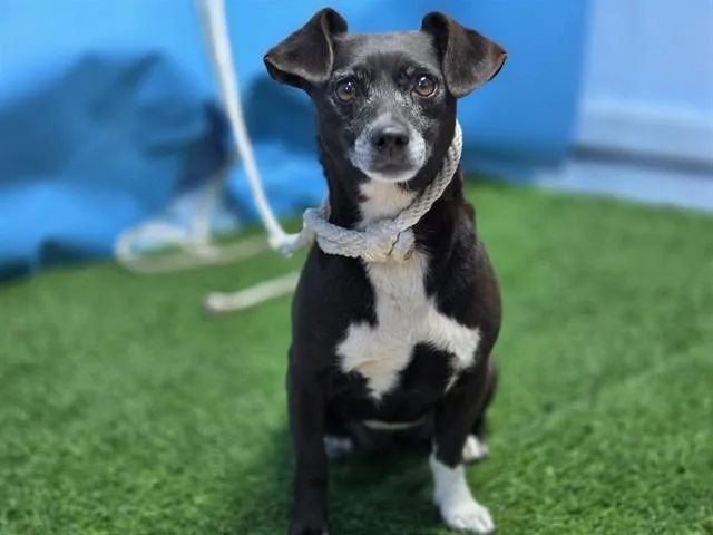 An adult small-sized female Chihuahua dog named Pepper for adoption in Gardena, CA