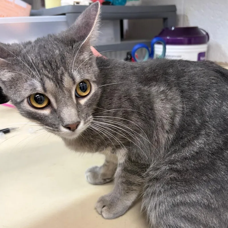 A young medium-sized female Gray / Blue / Silver Domestic Short Hair cat named Pebbles for adoption in Ardmore, OK
