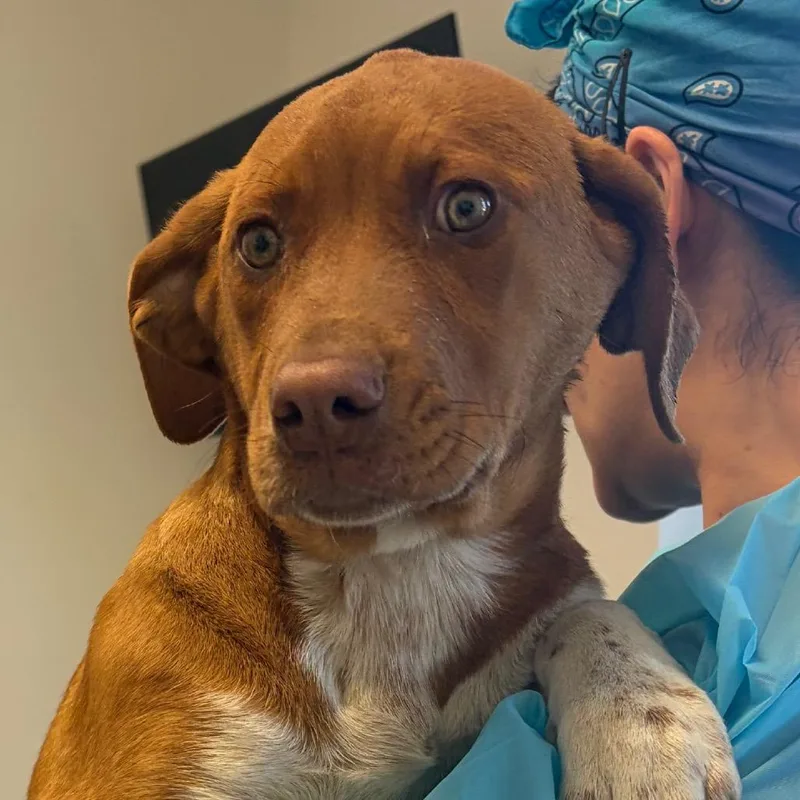 A baby small-sized female Yellow / Tan / Blond / Fawn Hound dog named Yowza for adoption in Nashville, TN