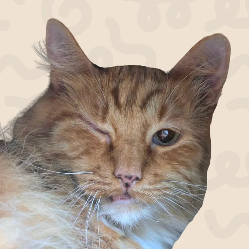 An adult medium-sized female Orange / Red Domestic Medium Hair cat named Coquita for adoption in Reno, NV