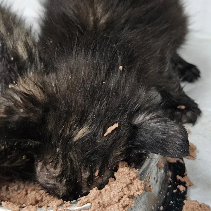 A baby small-sized male Tortoiseshell Domestic Short Hair cat named Bonnie for adoption in Hattiesburg, MS