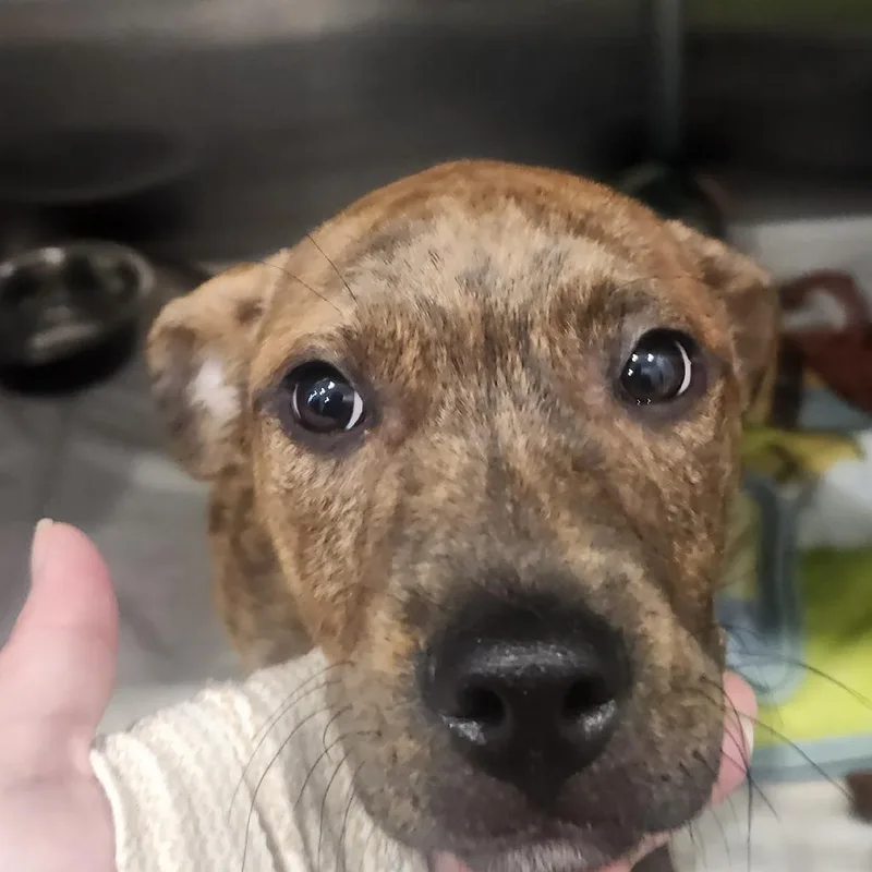A baby large-sized male Brindle Boxer dog named Labooboo for adoption in Muncie, IN
