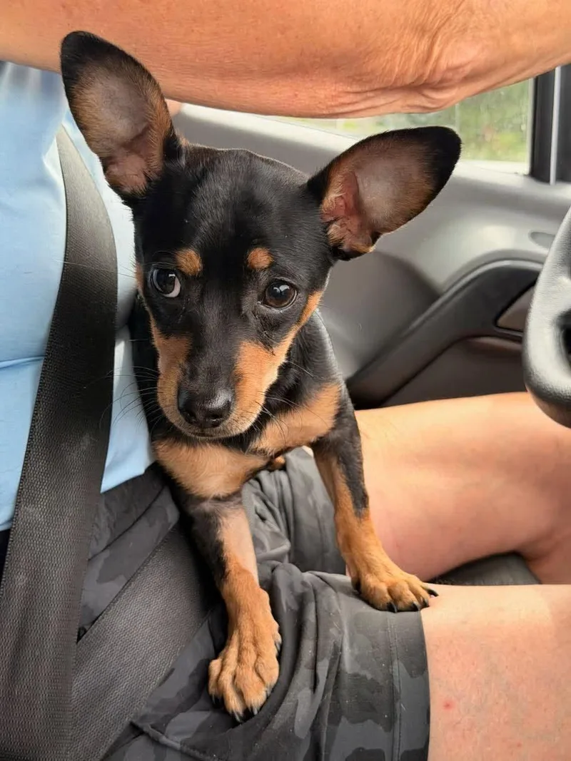 A young small-sized male Chihuahua dog named Waffle Cake for adoption in New Baltimore, MI