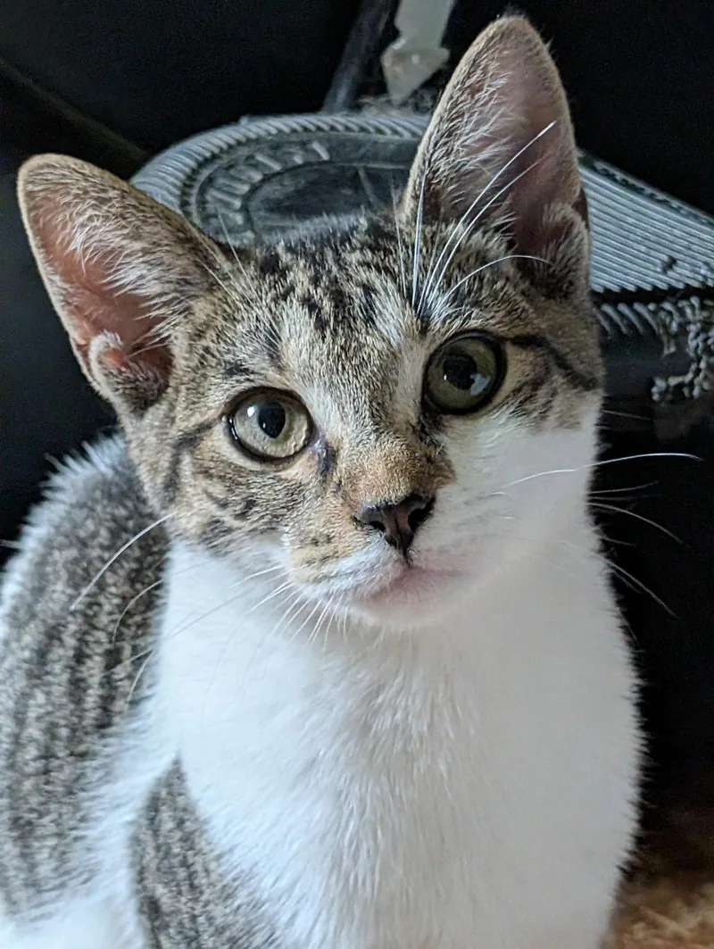 A baby medium-sized female Domestic Short Hair cat named Tiny Tina for adoption in Broomall, PA