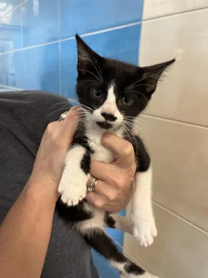 A baby small-sized male Domestic Short Hair cat named Chef for adoption in North Richland Hills, TX