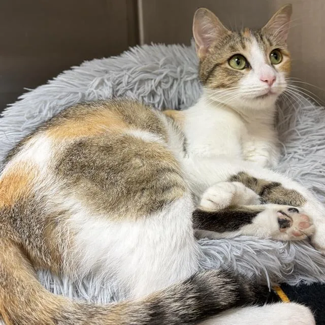 A young small-sized female Domestic Short Hair cat named Mist for adoption in Centerville, MA