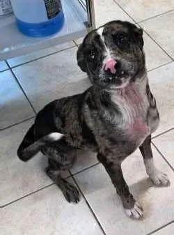 A young small-sized female Merle (Blue) Australian Cattle Dog / Blue Heeler dog named Cj for adoption in Sudbury, MA
