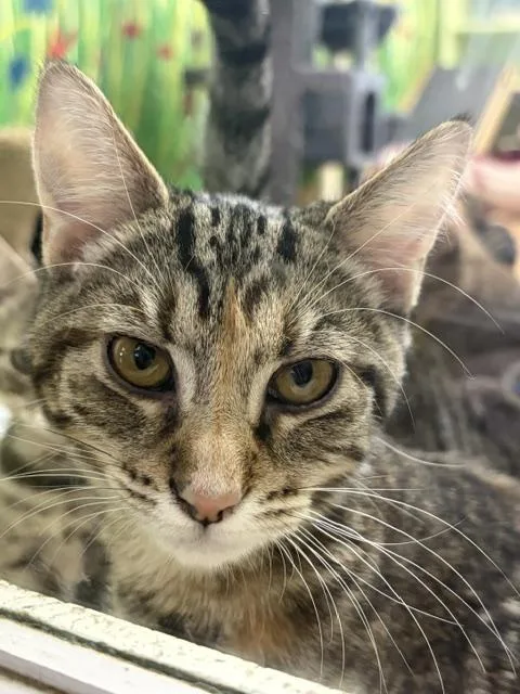 A young medium-sized female Domestic Short Hair cat named Azalea for adoption in Towanda, PA