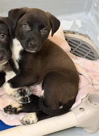 A baby small-sized female Anatolian Shepherd dog named Liv for adoption in Tulsa, OK
