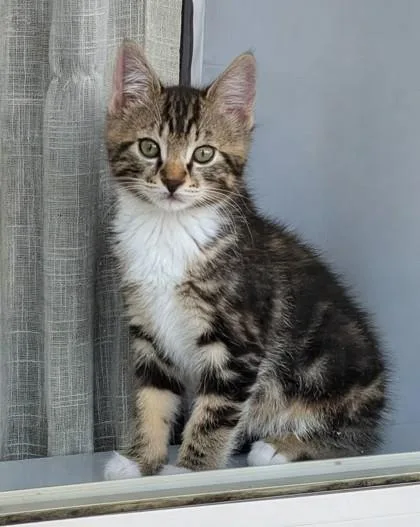 A baby small-sized male Domestic Short Hair cat named Mr. Beans for adoption in Hillsboro, OR