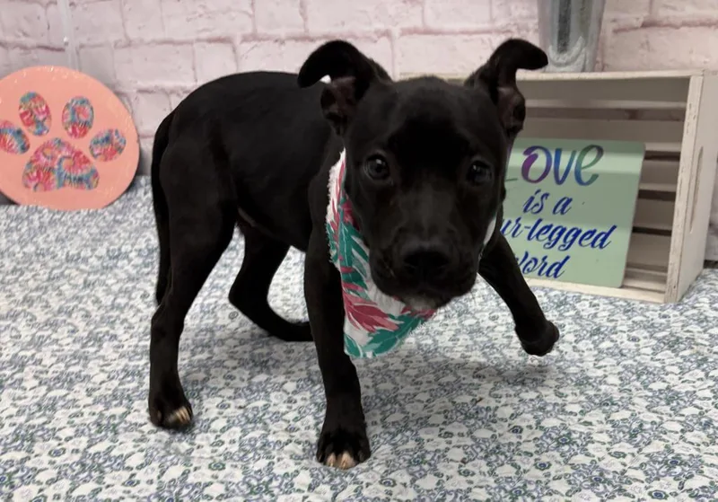 A baby medium-sized female Mixed Breed dog named Papaya for adoption in Detroit, MI