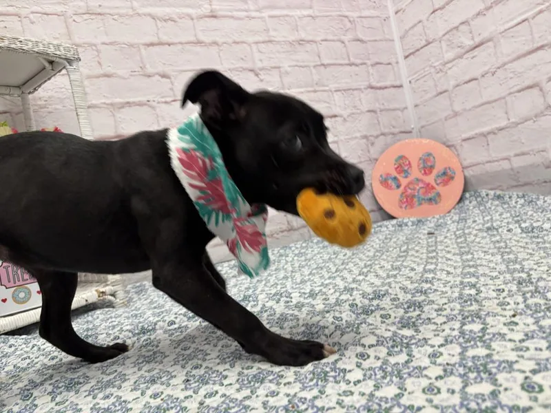 Papaya thumbnail 2