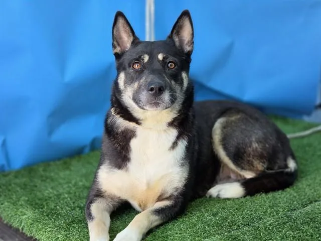 An adult large-sized female Husky dog named Priscilla for adoption in Gardena, CA