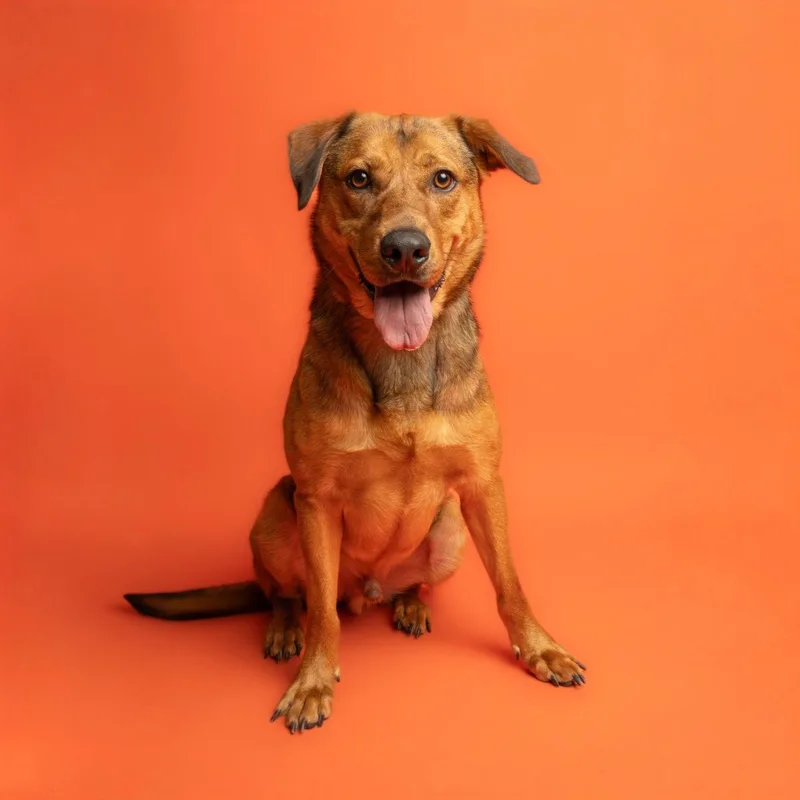 An adult medium-sized male Labrador Retriever dog named Brickley for adoption in Richardson, TX