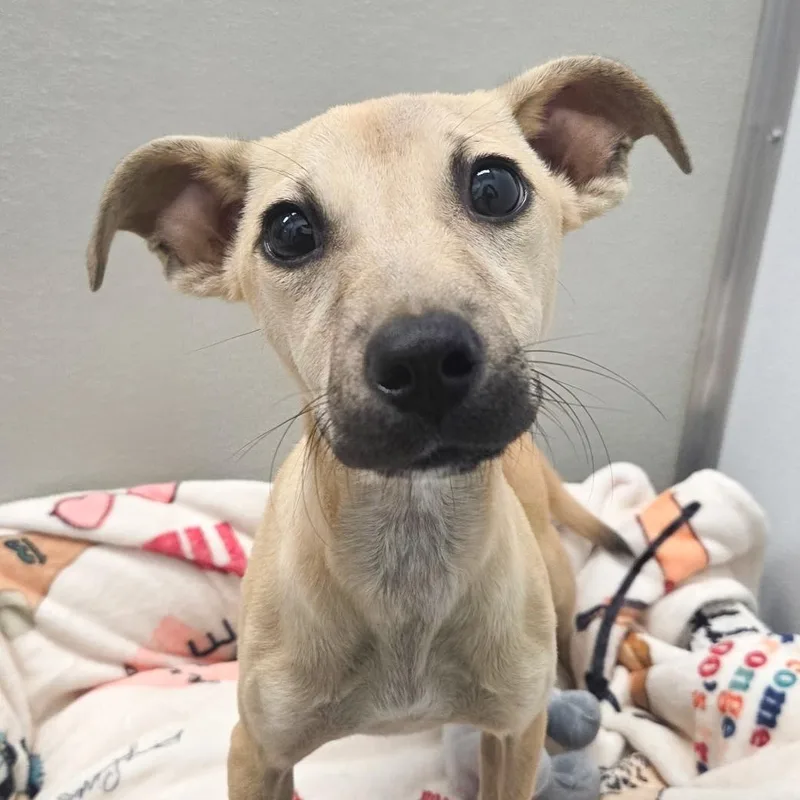 A baby small-sized female Terrier dog named Cider for adoption in Shepherdsville, KY