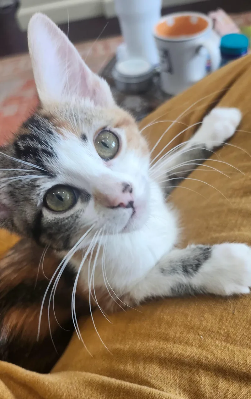 A baby medium-sized female Calico Domestic Short Hair cat named Sarah for adoption in Chicago, IL