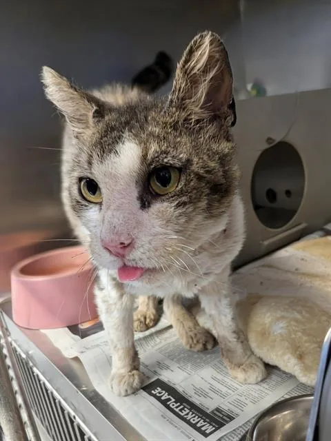 A young medium-sized female Domestic Short Hair cat named Shayla for adoption in Downey, CA