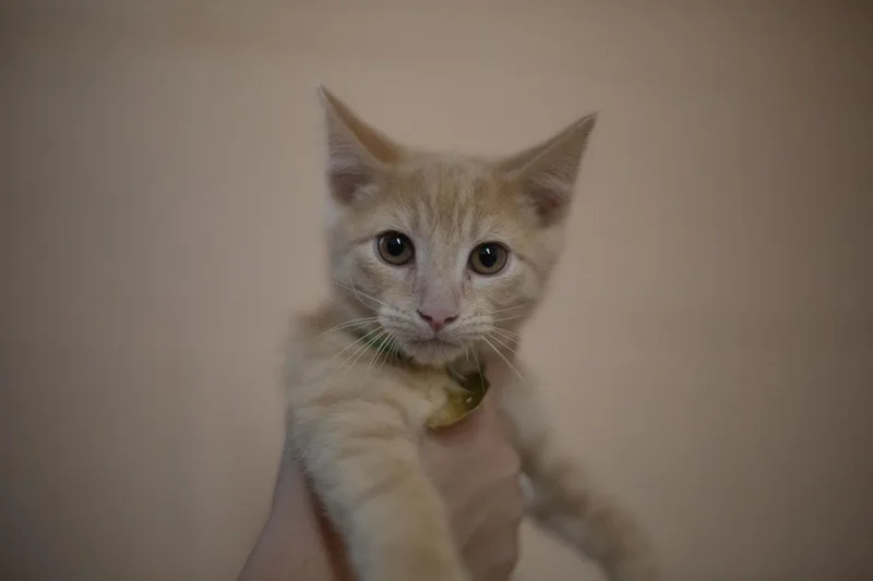 A baby small-sized male Orange / Red Domestic Short Hair cat named Sid for adoption in Mountain Home, AR