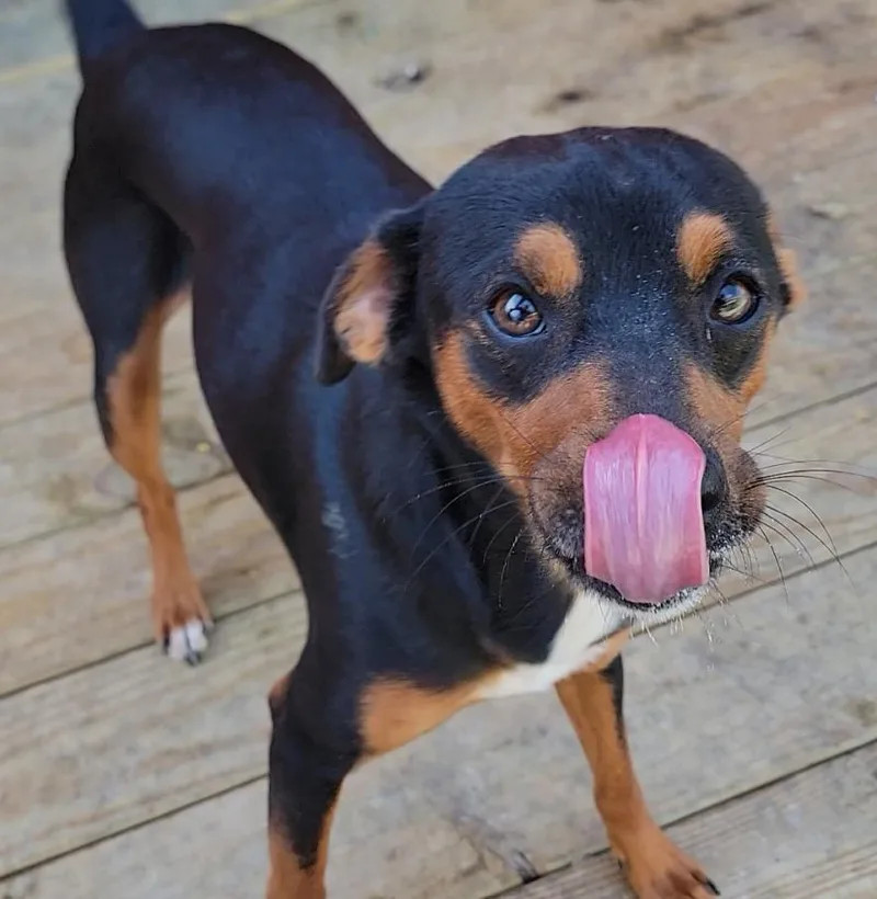 A young medium-sized male Tricolor (Brown, Black, & White) Miniature Pinscher dog named Guapo for adoption in Mount Sterling, KY