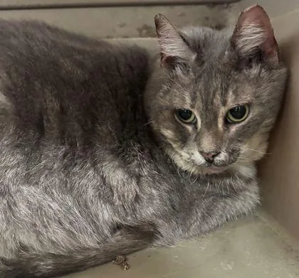 A senior small-sized female Domestic Short Hair cat named Princess for adoption in West Chester, PA