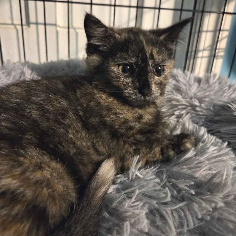 A baby small-sized female Tortoiseshell Domestic Short Hair cat named Deb for adoption in Gibsonia, PA