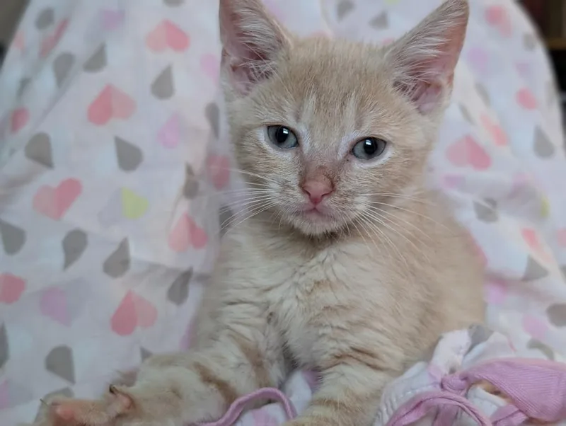 A baby small-sized male Domestic Short Hair cat named Florida for adoption in Ewing, NJ